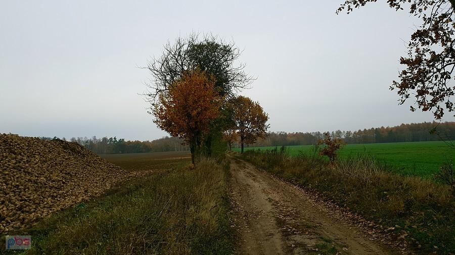 Droga Warchlino - Dąbrowica