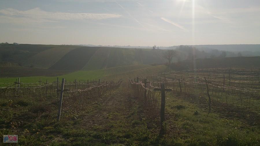 Uprawy koło Samar