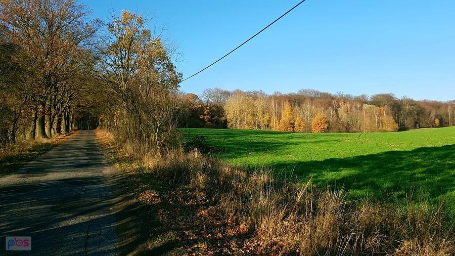 Początki Puszczy Bukowej