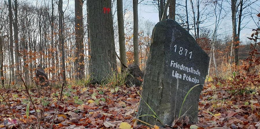 1871 - Lipa pokoju (niem.Friedens Linde. )