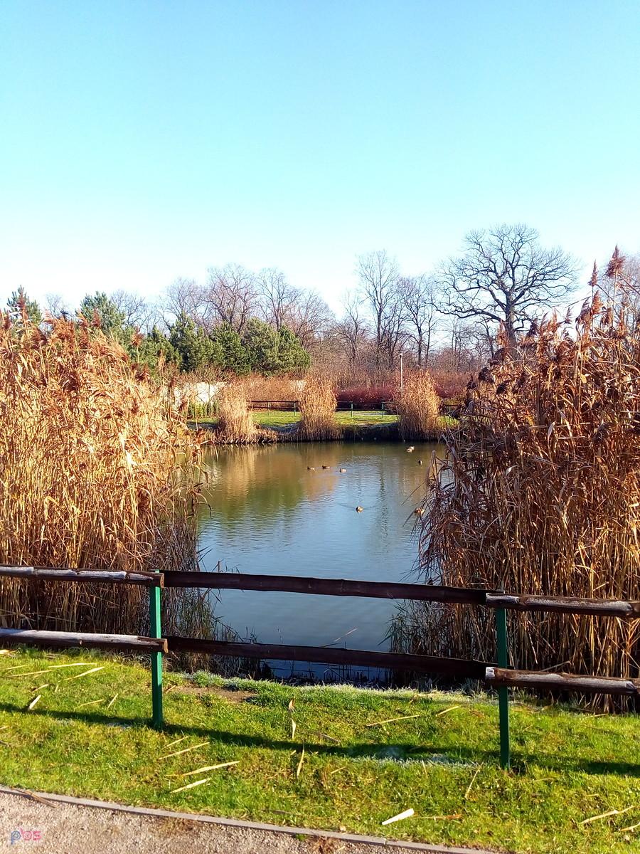 Staw w Borzęcinie