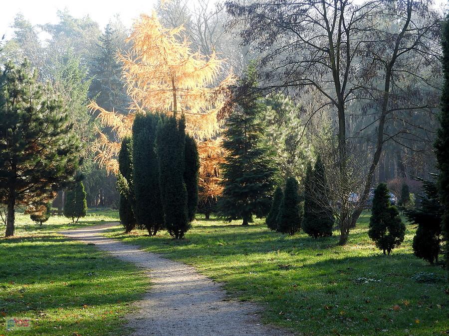Późną jesienią przy ulicy Miodowej za leśniczówką.