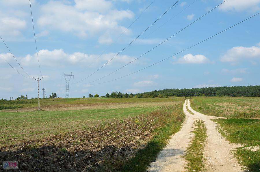 Wzniesienie Wieprzowa w Radkowicach - Las Nidzki