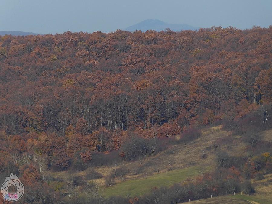 zza drzew wychylają się piki (chyba Bukk-hegyseg)