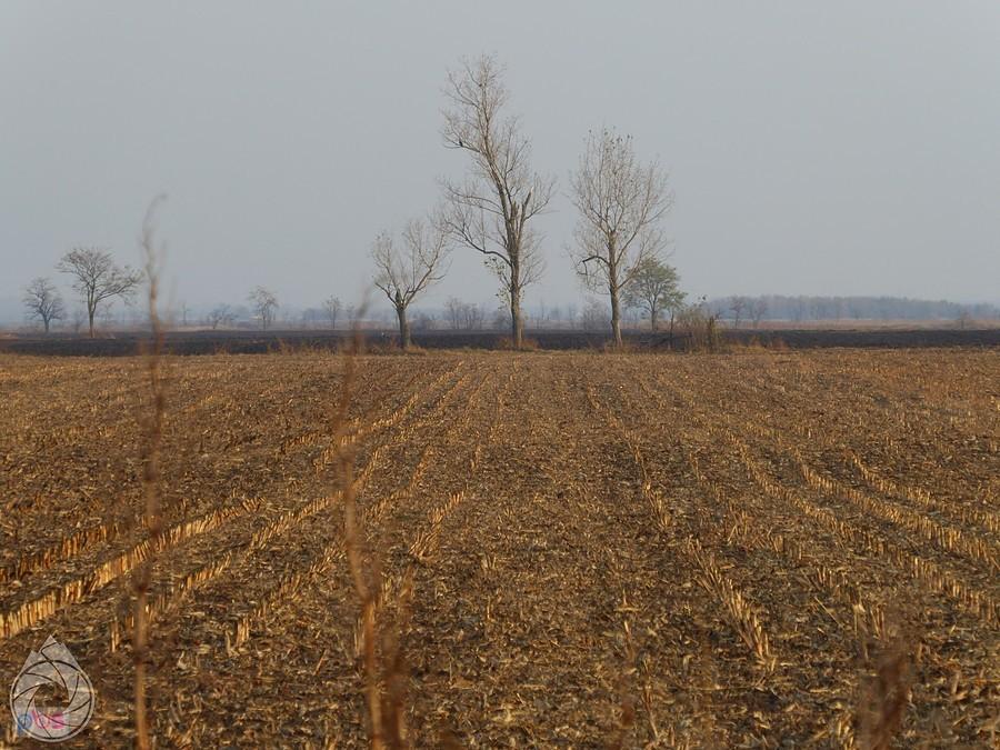 znów uprawy