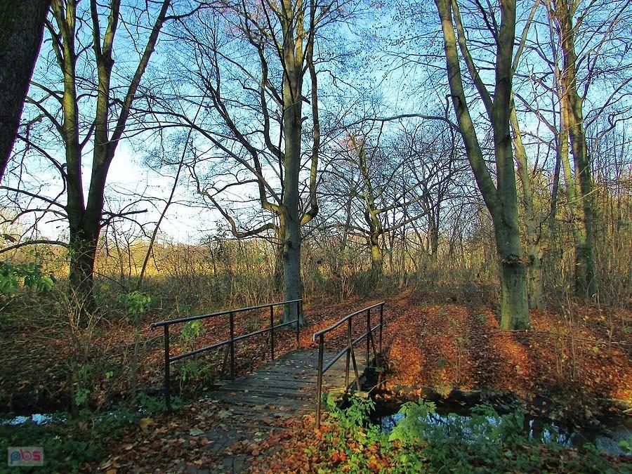 Falenty - mostek i ścieżka nad stawy