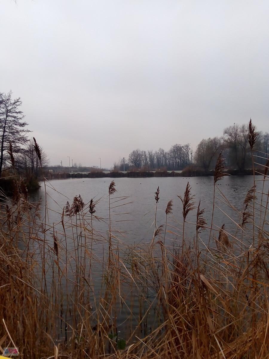 Staw w Zielonkach