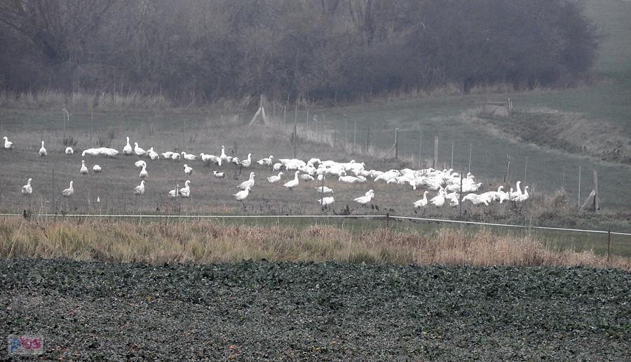 Jak nie żurawie, to gęsi na polach pod Ladenthin.