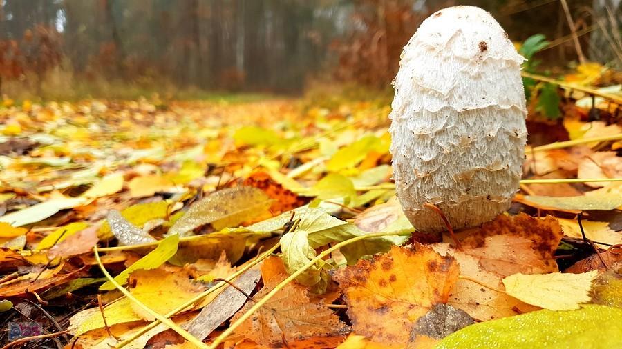 Na dojeździe pożarowym 27