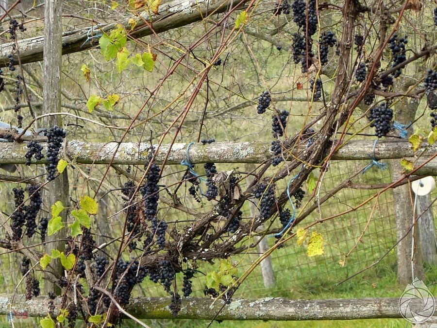 przekwitające winnice na drodze do Zagrzebia