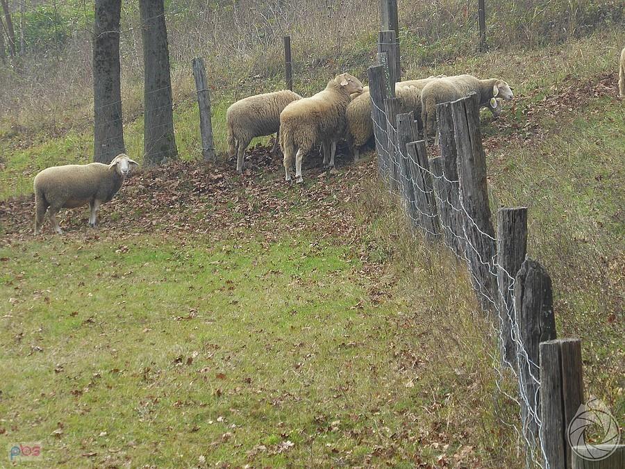zator na bramce