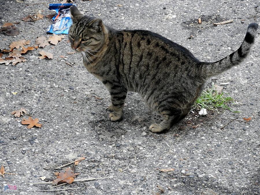 Kotek z Pilchowa.
