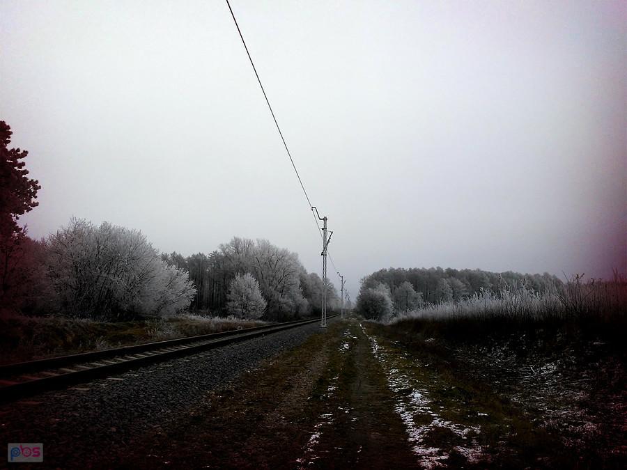 Oszroniałe drzewa