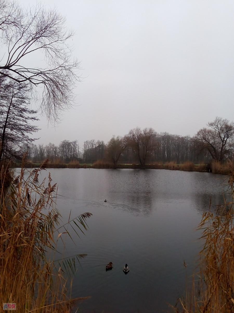 Staw w Zielonkach