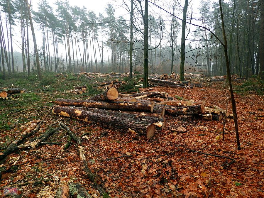 Wycinka drzew wzdłuż drogi 115.