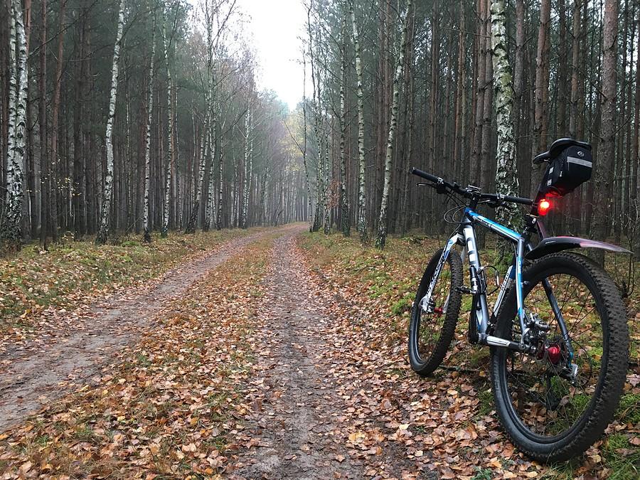 na leśnych ścieżkach