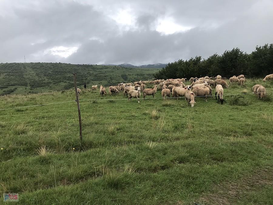 stada owiec więc będą i psy