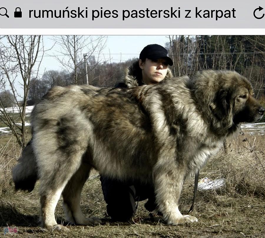wielk rumuńska bestia poglądowo