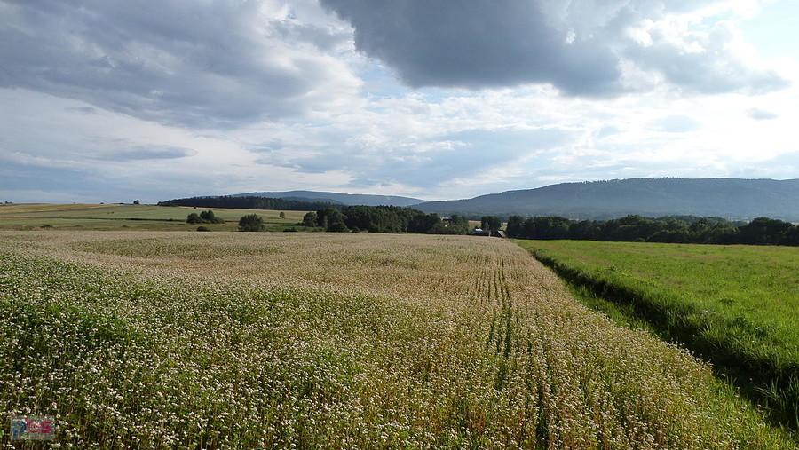Plenery i pejzaże