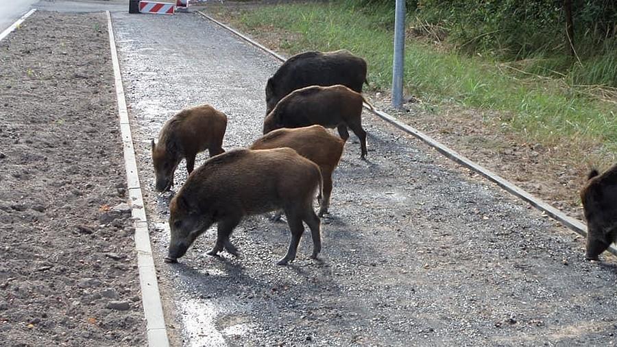 Oswojone dziki w Międzywodziu Patrycja objechała je wielkim łukiem ;) ;)