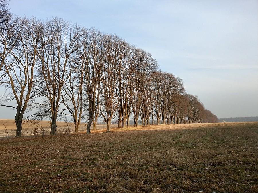 Aleja Klonowa z innej perspektywy