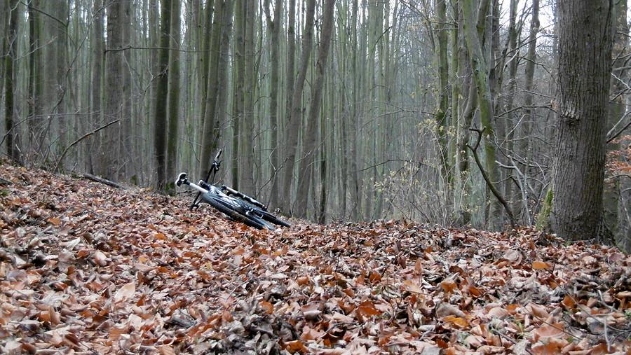 Listopad się skończył, więc chyba wszystkie liście opadły