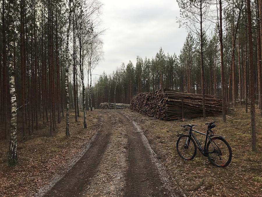 leśne szlaki w puszczy