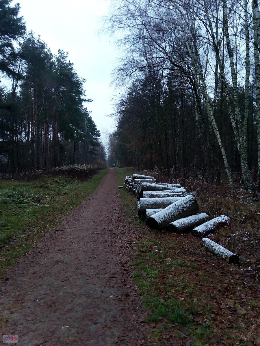 Przyprószone śniegiem drewno