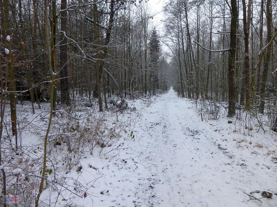 Jeszcze przed chwilą była tu sarna