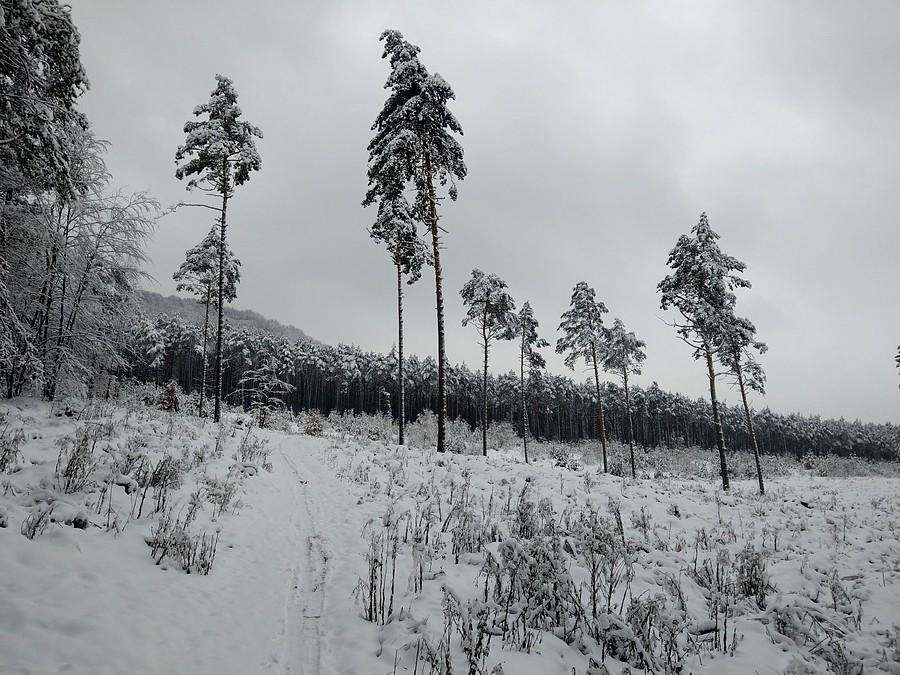 W Sokolich