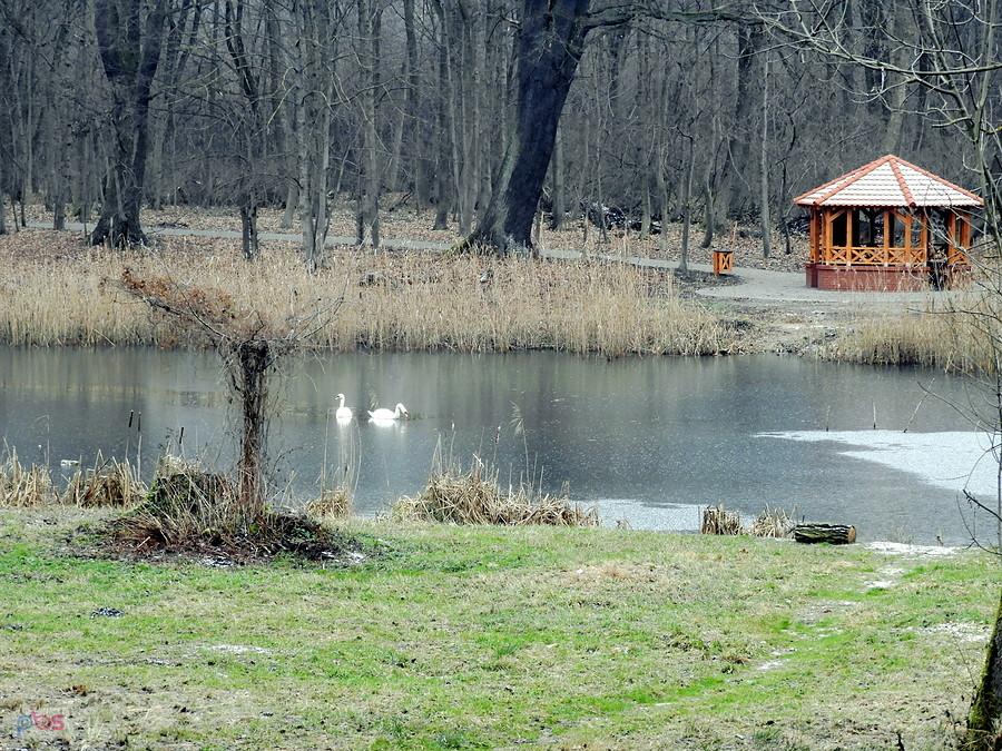 Na Syrenich Stawach w grudniowy poranek.