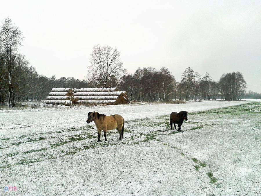 Koniki Polskie, Józefów
