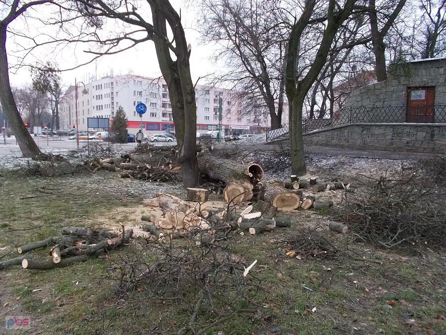Wycinka drzew w parku Planty