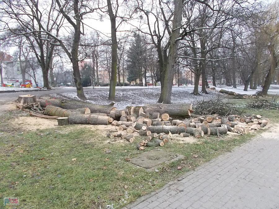 Wycinka drzew w parku Planty
