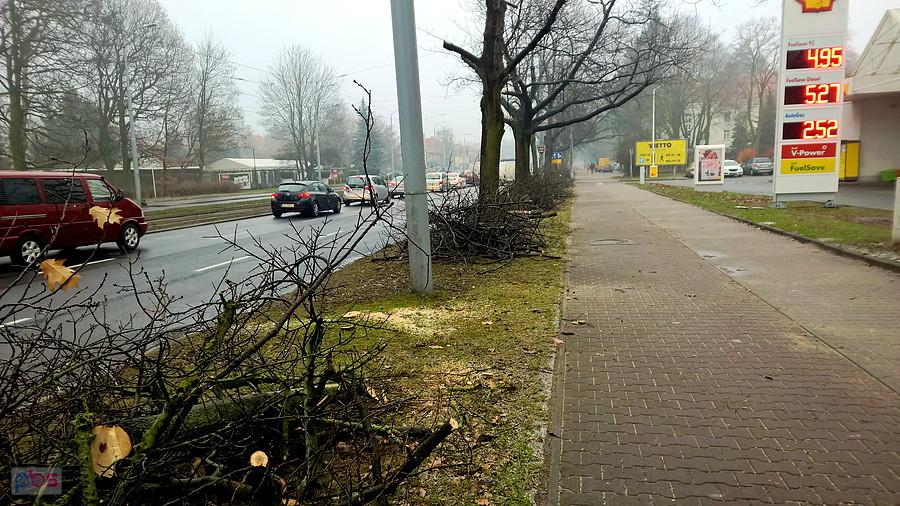Aleja Wojska Polskiego - przycinanie konarów drzew.