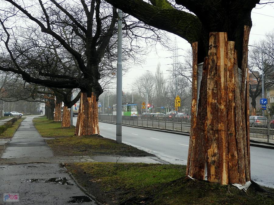 Aleja Wojska Polskiego - drzewa zabezpieczone na czas przebudowy.