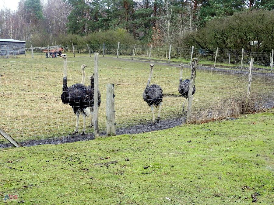 Ciekawskie strusie z Blankensee.
