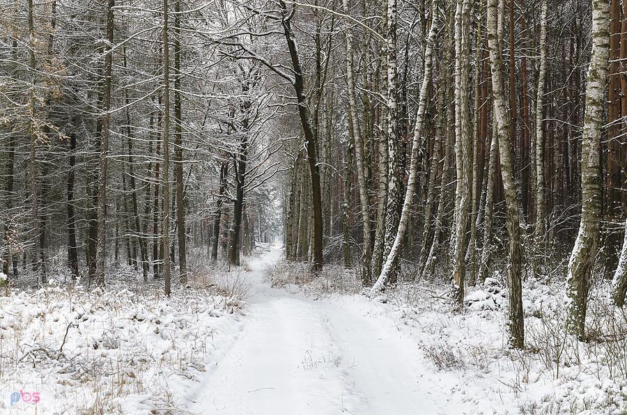 Ośnieżony las w kierunku Olsztyna