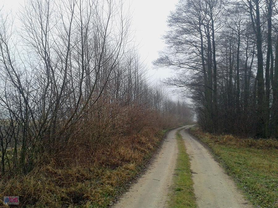 W kierunku lesnictwa