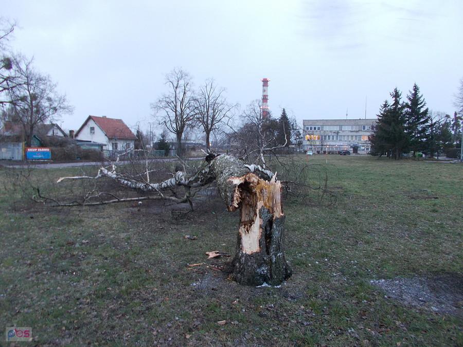 Złamane drzewo