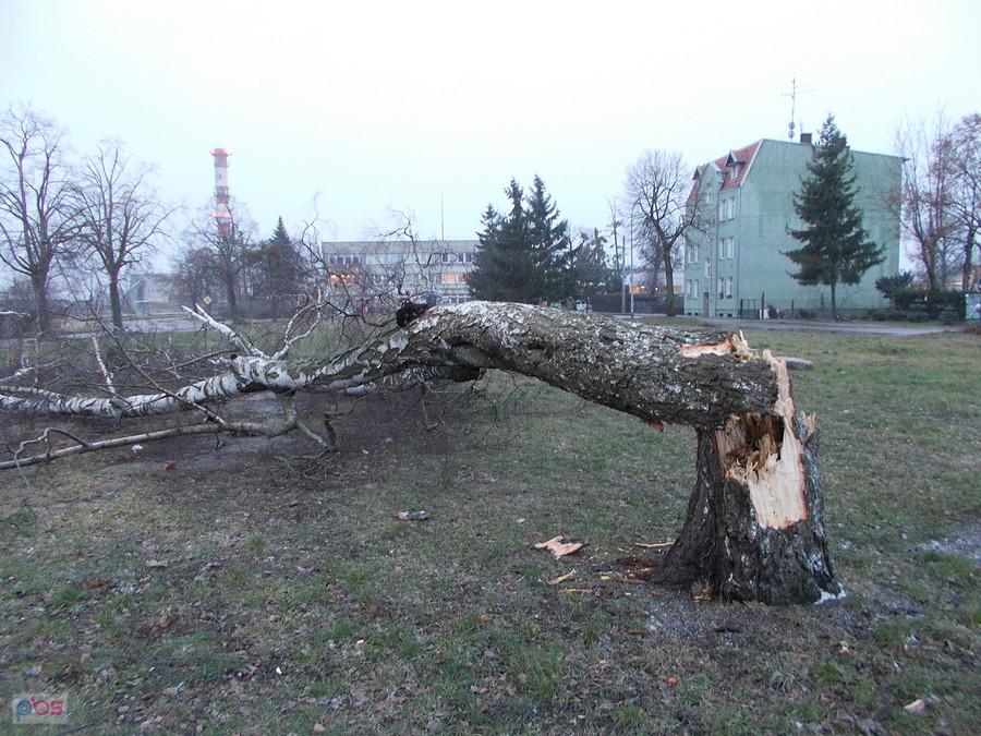 Złamane drzewo