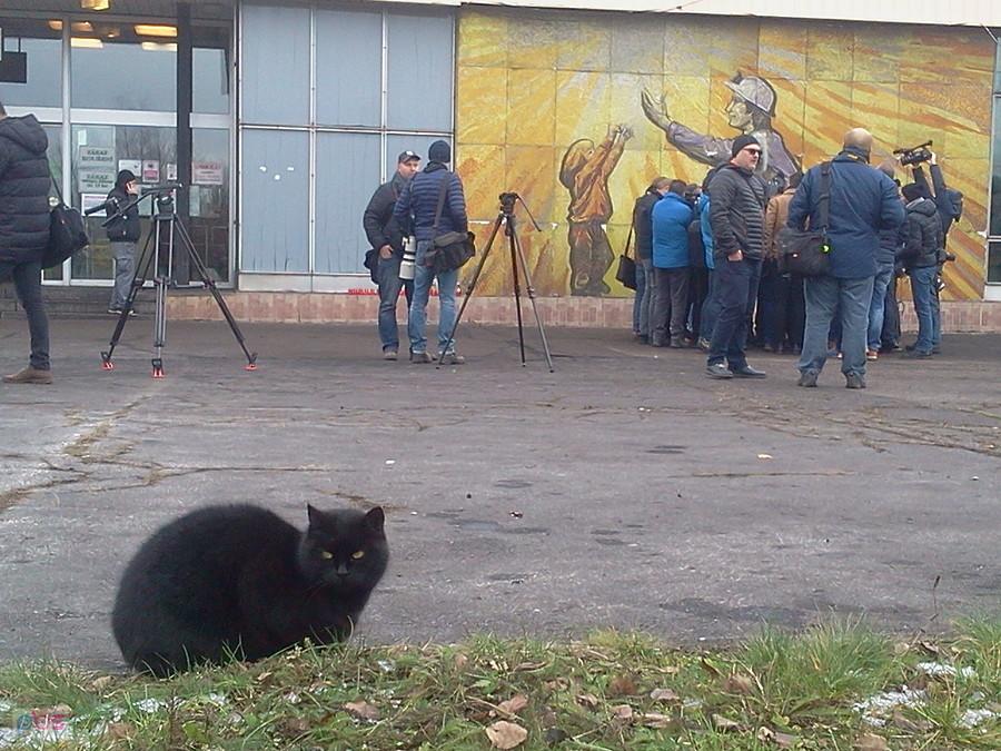 Black cat