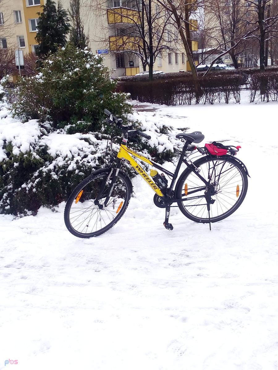 Pszczółka na śniegu