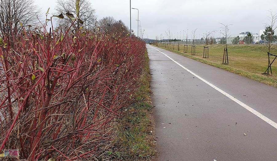 DDR-ka wzdłuż Bridgestona