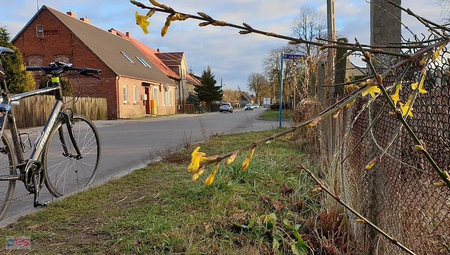 Forsycja w Kobylance ,czyżby juz wiosna?