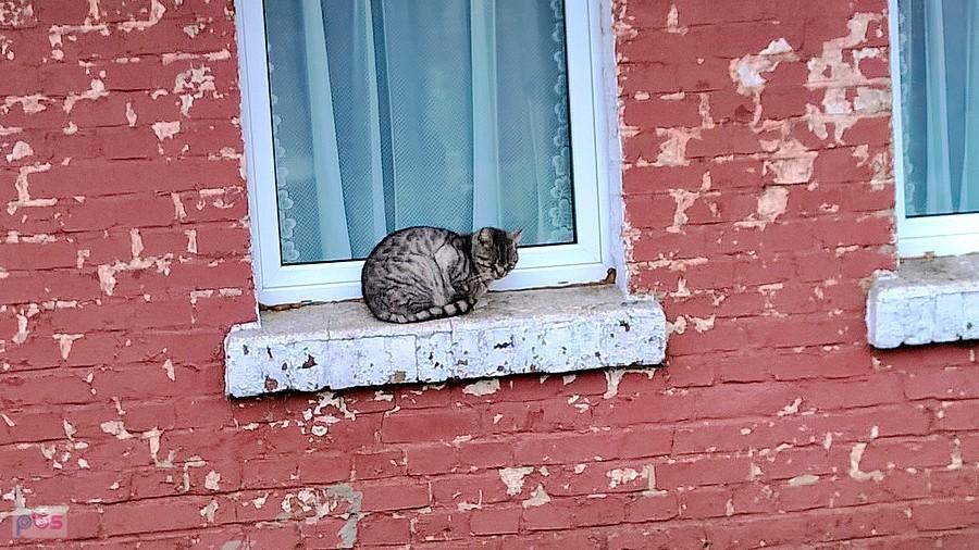 Kotek z Tatyni.