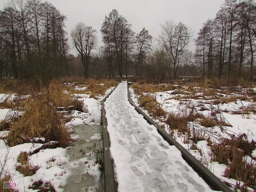 Kładka na mokradłach