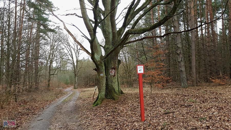 Dojazd pożarowy 47 w kierunku DK 10