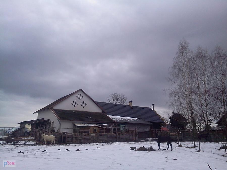 Osioł i kozioł