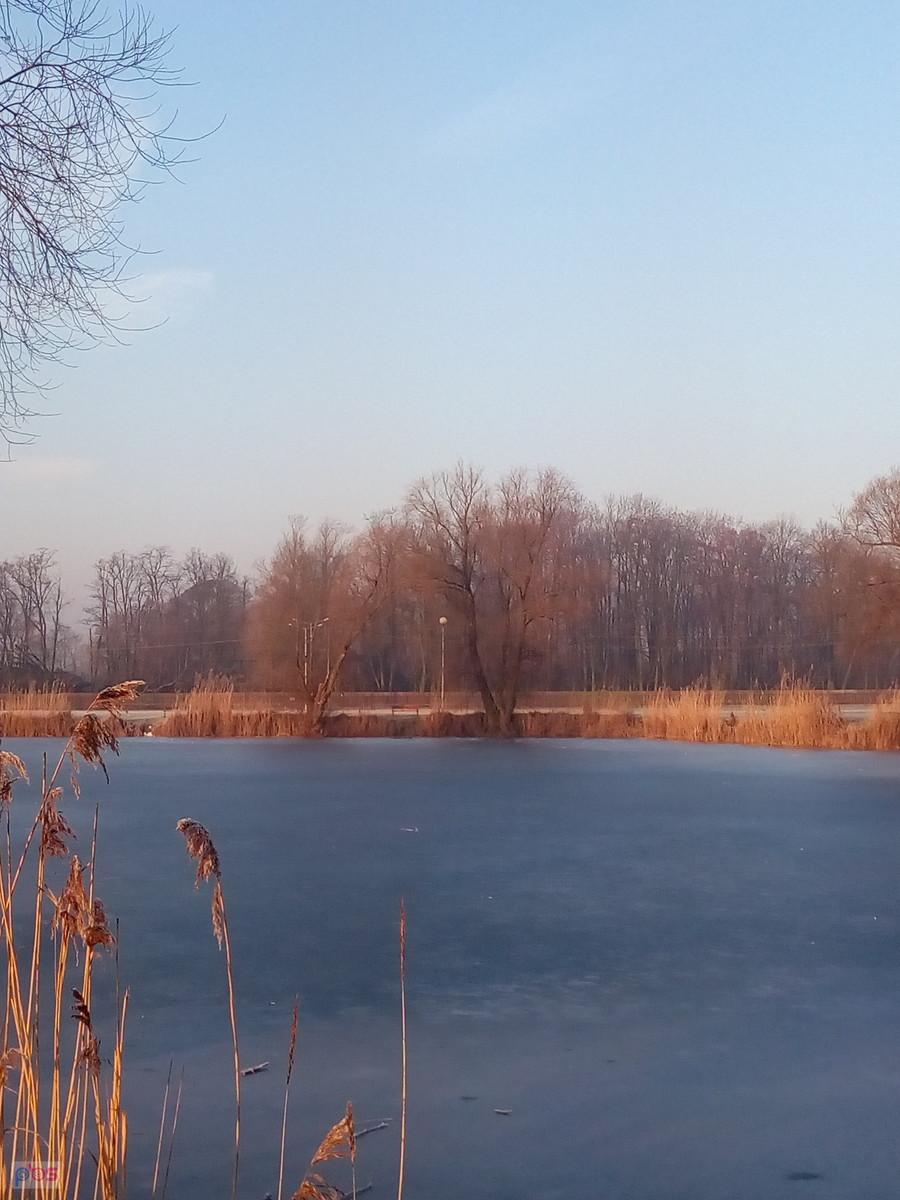 Staw w Zielonkach zamarzł. Gdzie się schroniły kaczki?